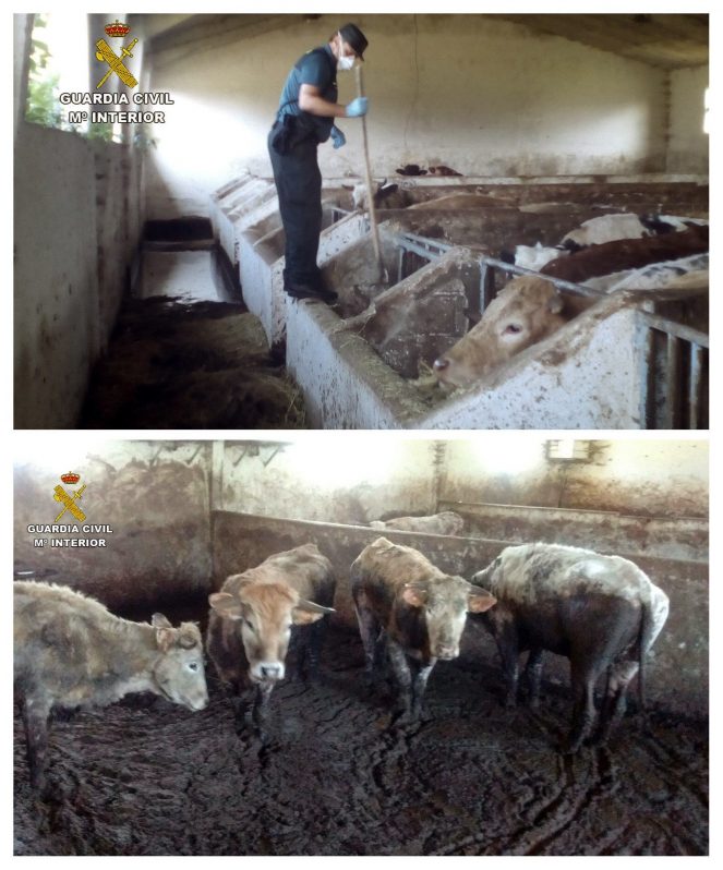 Un guardia civil trabaja en la granja de vacas donde se localizaron 21 muertas y otras 21 al borde de la muerte por inanición. Su dueño ha sido detenido por un presunto delito de maltrato y abandono de animales. 