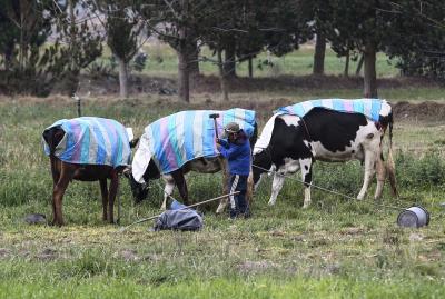 Unas vacas tapadas para protegerlas de las cenizas emanadas de un volcán en San Agustín del Callo (Ecuador). EFE/José Jácome