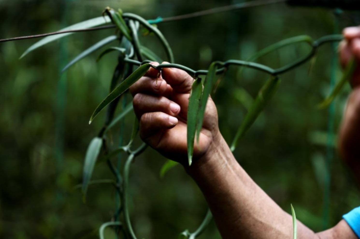 El agricultor Felipe Grefa, más conocido como "Felipao", acaricia plantas en su invernadero el 9 de julio de 2020, en Tena (Ecuador). Conocida como el "oro verde" por ser la segunda especie más cara después del azafrán, los pueblos amazónicos de Ecuador se han lanzado al cultivo de la vainilla, un producto silvestre al que hasta hace sólo diez años no atribuían la menor importancia. EFE/José Jácome