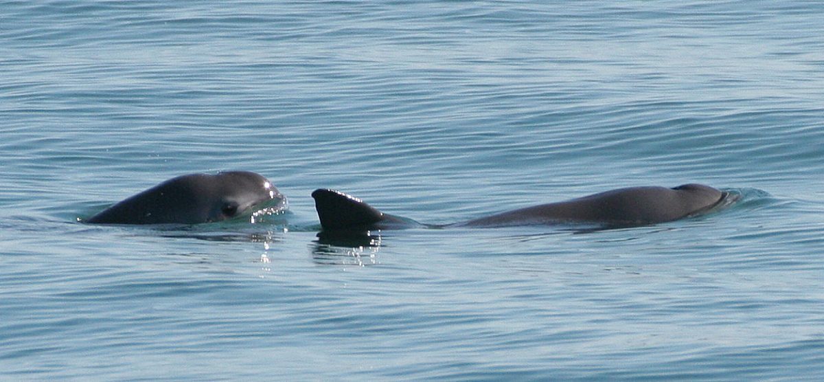 Dos ejemplares de vaquita marina, en peligro de extinción. 