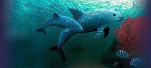 Dos ejemplares de "vaquita marina" (Phocoena Sinus) en aguas del Mar de Cortez (México), en alto peligro de extinción.