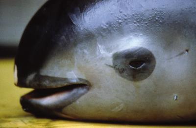 Las redes de pesca furtiva son la principal causa de su mortandad, ya que se le atribuyen propiedades rejuvenecedoras e incluso afrodisíacas. 