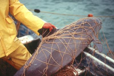 Vaquita marina atrapada en las redes de pescadores del Mar de Cortés.