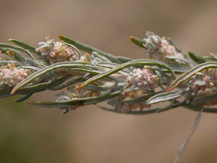 Andalucía licita por 1,18 millones trabajos selvícolas ante cambio climático