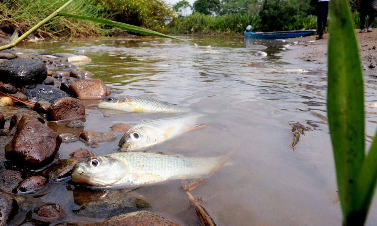 desastre medioambiental-crduo-peces-arroyo