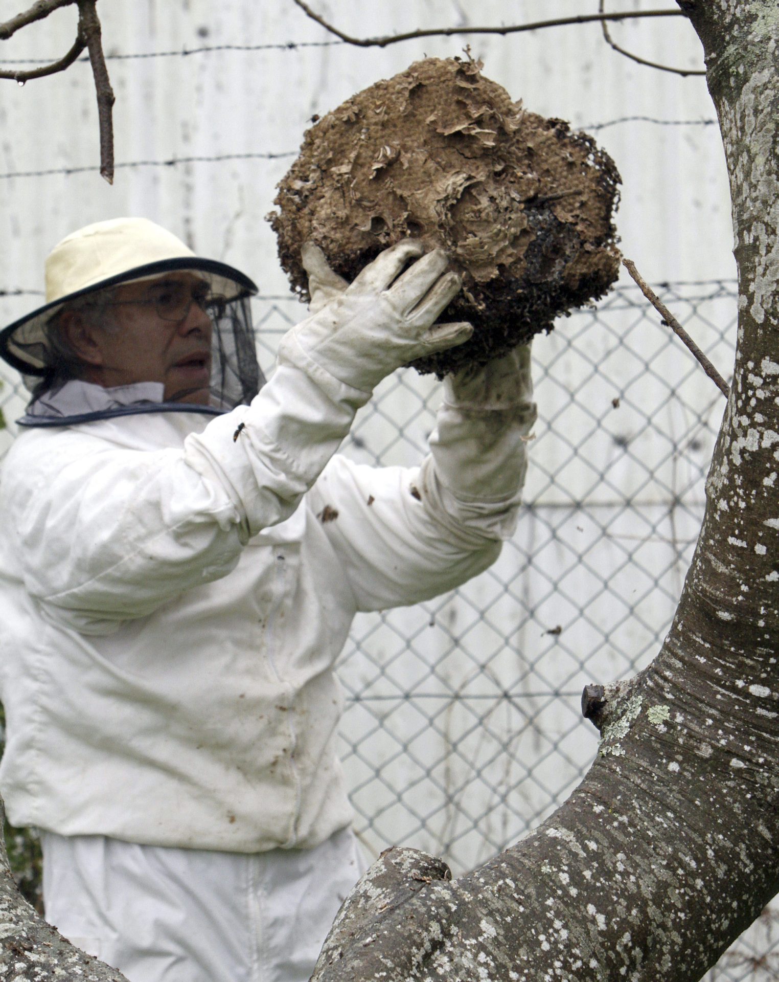 Un apicultor procede a la retirada de un nido de avispa asiática en Pontevedra. EFE/Salvador Sas