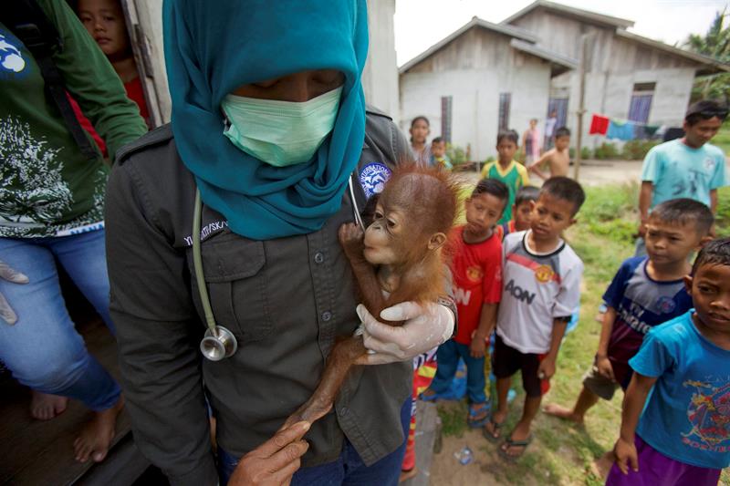 Una veterinaria con una cría de orangután de Borneo rescatada de una casa en la que permanecía cautiva como mascota en la población de Sungai Besar, en la provincia de Kalimantan Occidental, Indonesia, el 27 de julio de 2015. 