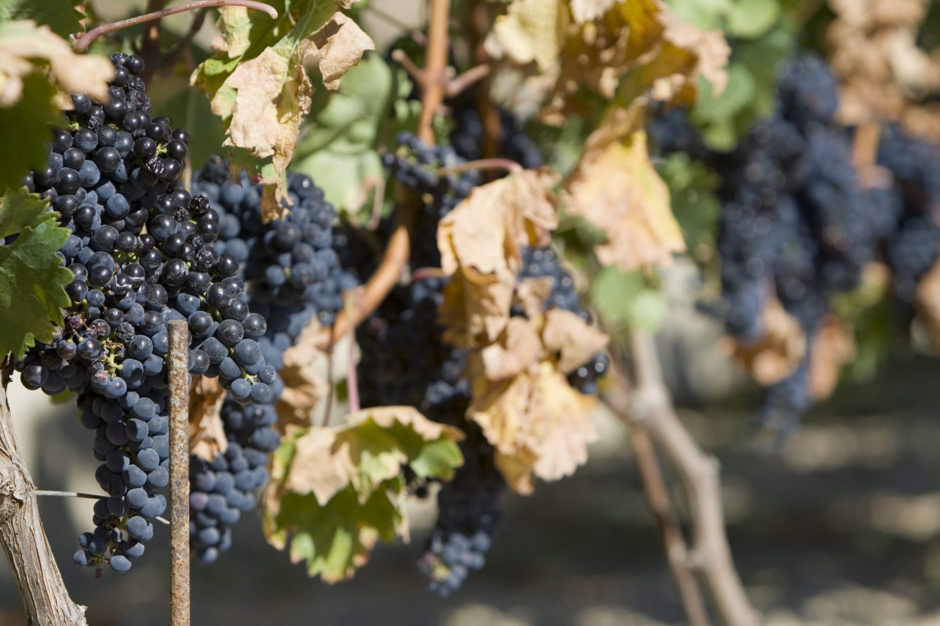 Racimos de uva en una viña de Villabuena (Rioja ALavesa).