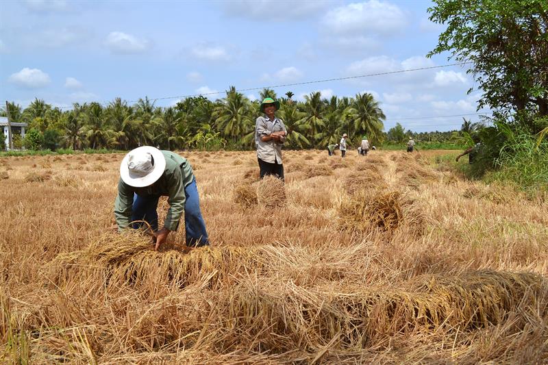 El delta del río Mekong, el sur de Vietnam, donde muchos de los cultivos se han echado a perder por la escasez de agua dulce.