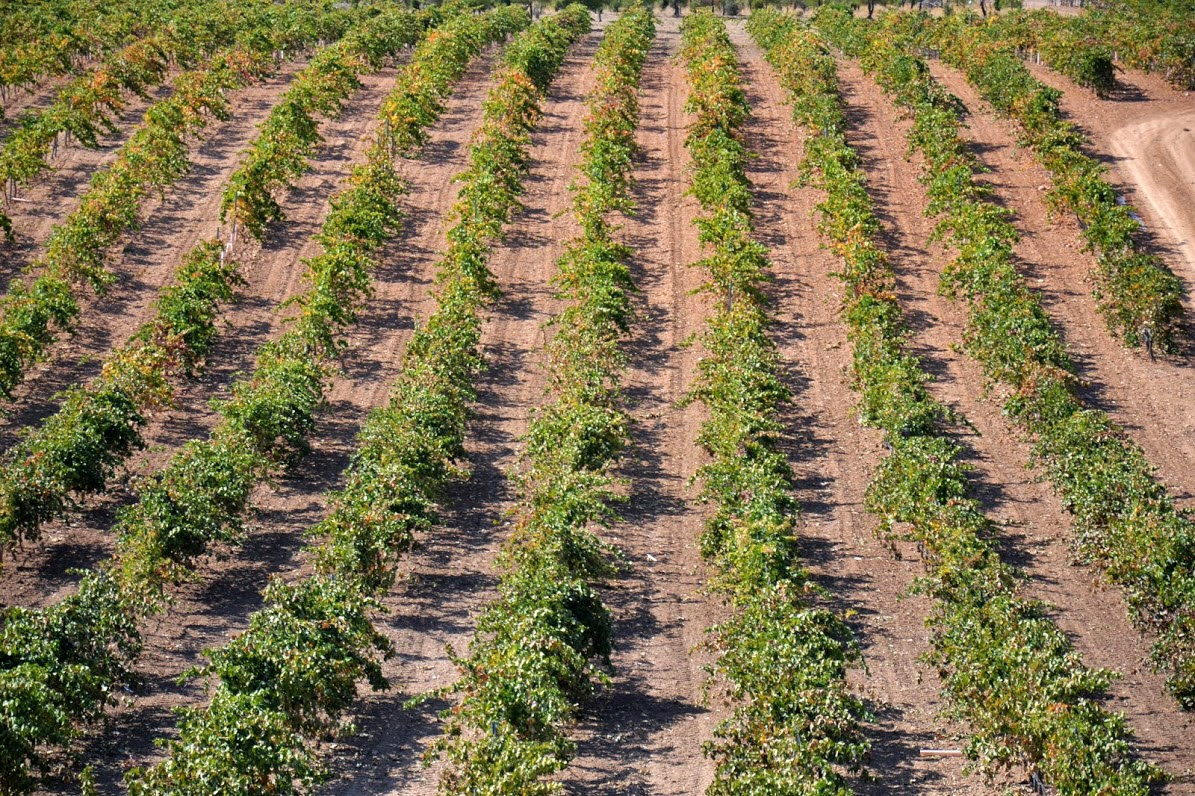Programa en Castilla-La Mancha para analizar el papel del sector agrícola como sumidero de CO2.