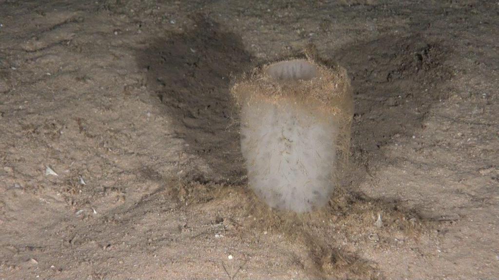 “Estos solo ha sido un primer acercamiento a los desconocidos fondos del norte de Canarias”,ha declarado Ricardo Aguilar, Director de la campaña oceanográfica. “Es necesario obtener más datos y realizar estudios detallados con el fin de establecer sistemas de protección que permitan mantener la peculiar biodiversidad de las montañas submarinas Dacia y Tritón”.