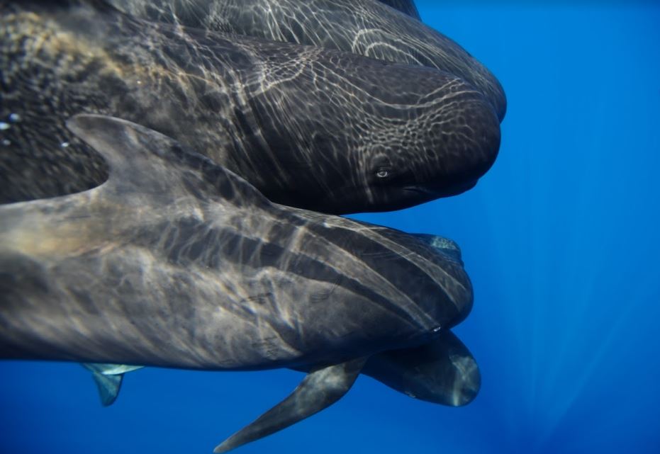 WWF alerta de la contaminación por plásticos de las ballenas en el Mediterráneo.