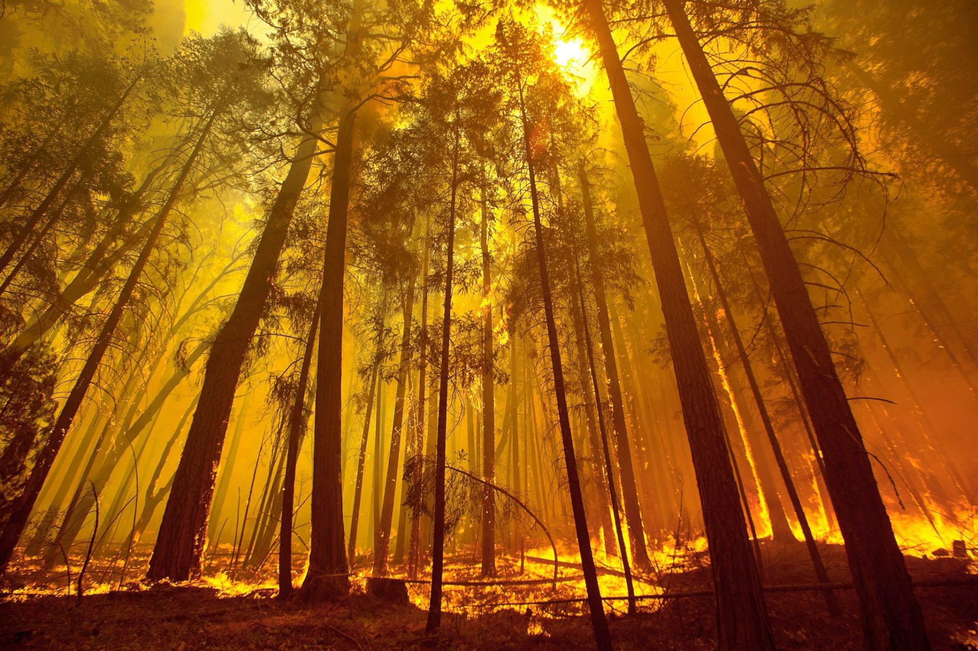 Un incendio quema el Parque Nacional de Yosemite.