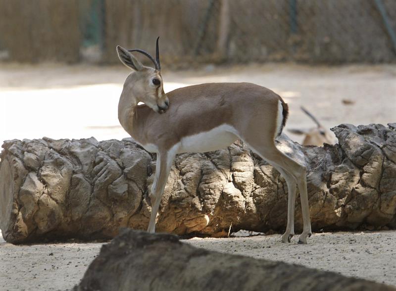 Una gacela dorca que se reproducen en el zoo de Barcelona para reintroducirlas en Senegal.