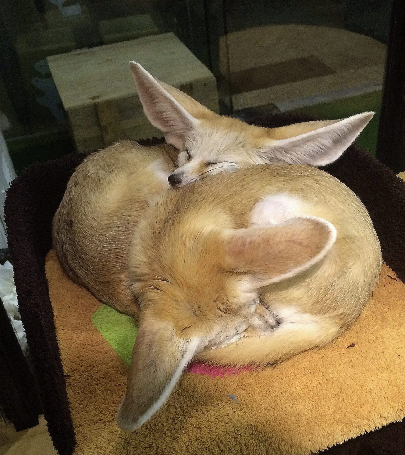 Dos pequeños zorros fennec duermen en la cafetería "Little Zoo Cafe", en Nonthaburi.