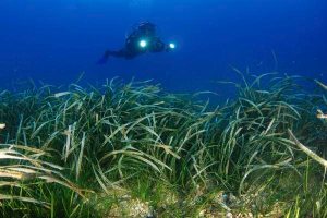17/11/09.- Cámara de Oceana filmando una pradera mixta de (Cymodocea nodosa) y (Posidonia oceanica) exhibida hoy por Oceana Europa en el proyecto de regeneración de fondos marinos que se ha desarrollado en el área de Punta Entinas-El Sabinar, frente a las costas de Roquetas de Mar, Almería. EFE/