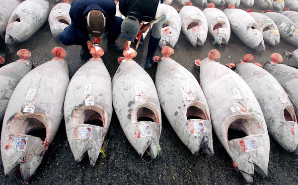 Fotografía de archivo en la que comerciantes japoneses inspeccionan en diciembre de 2007, las piezas de atún congelado antes de una subasta en el mercado Tsukiji en Tokio (Japón). EFE/EVERETT KENNEDY BROWN