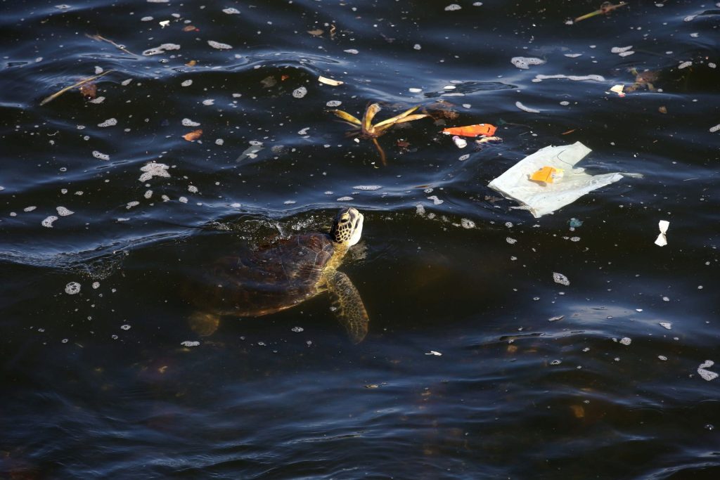 mar plásticos tortuga