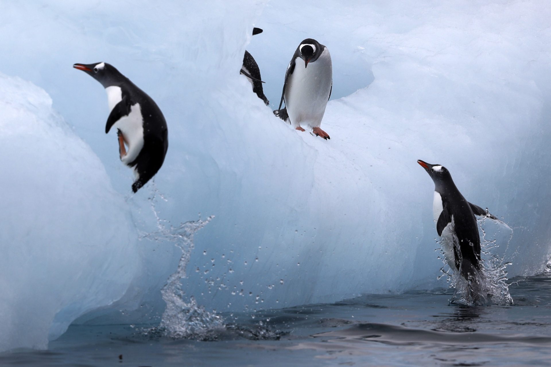 pingüinos Gentoo Antártida