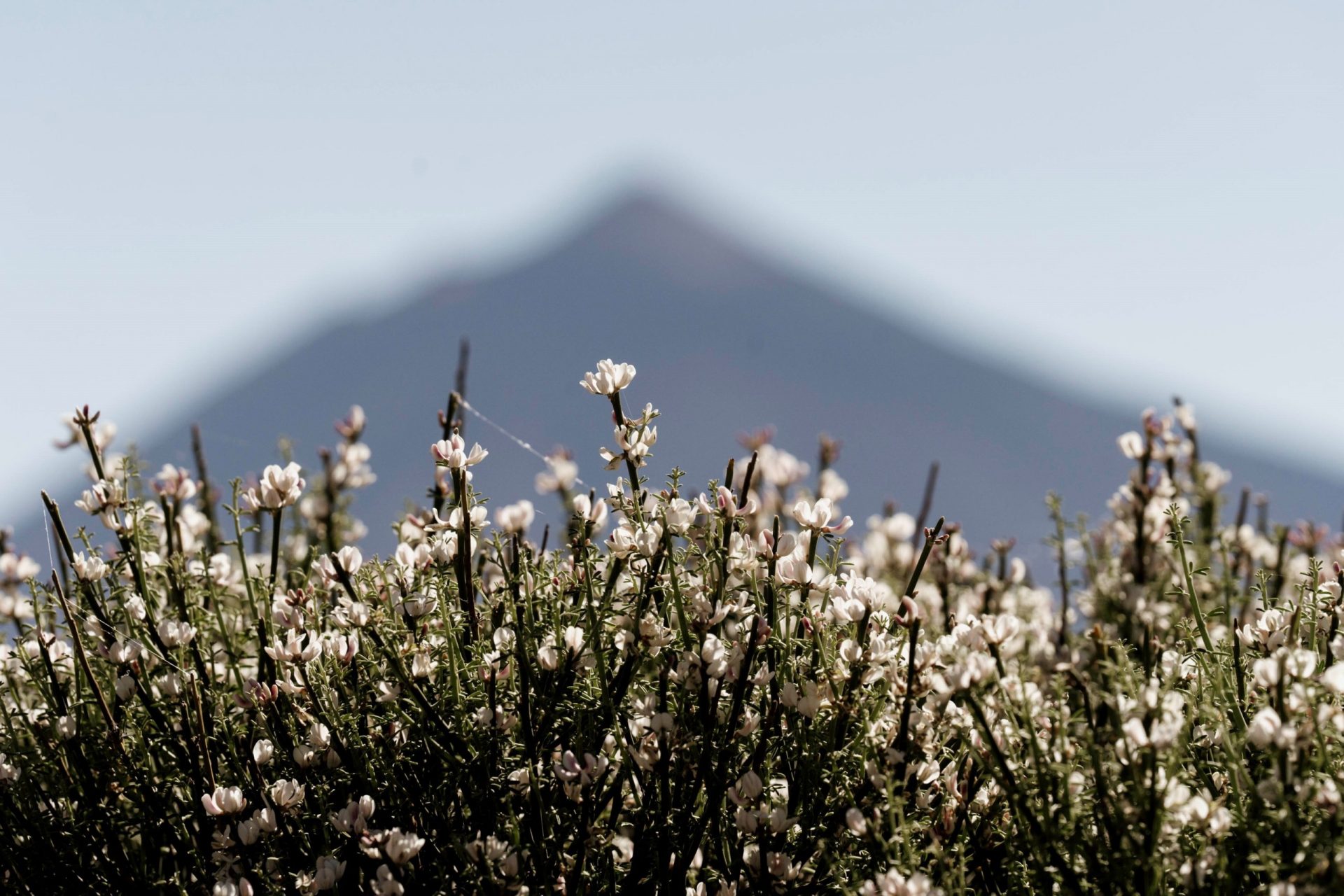 Flores de primavera en el Parque Nacional del Teide, en Tenerife. EFE/Miguel Barreto/ARCHIVO