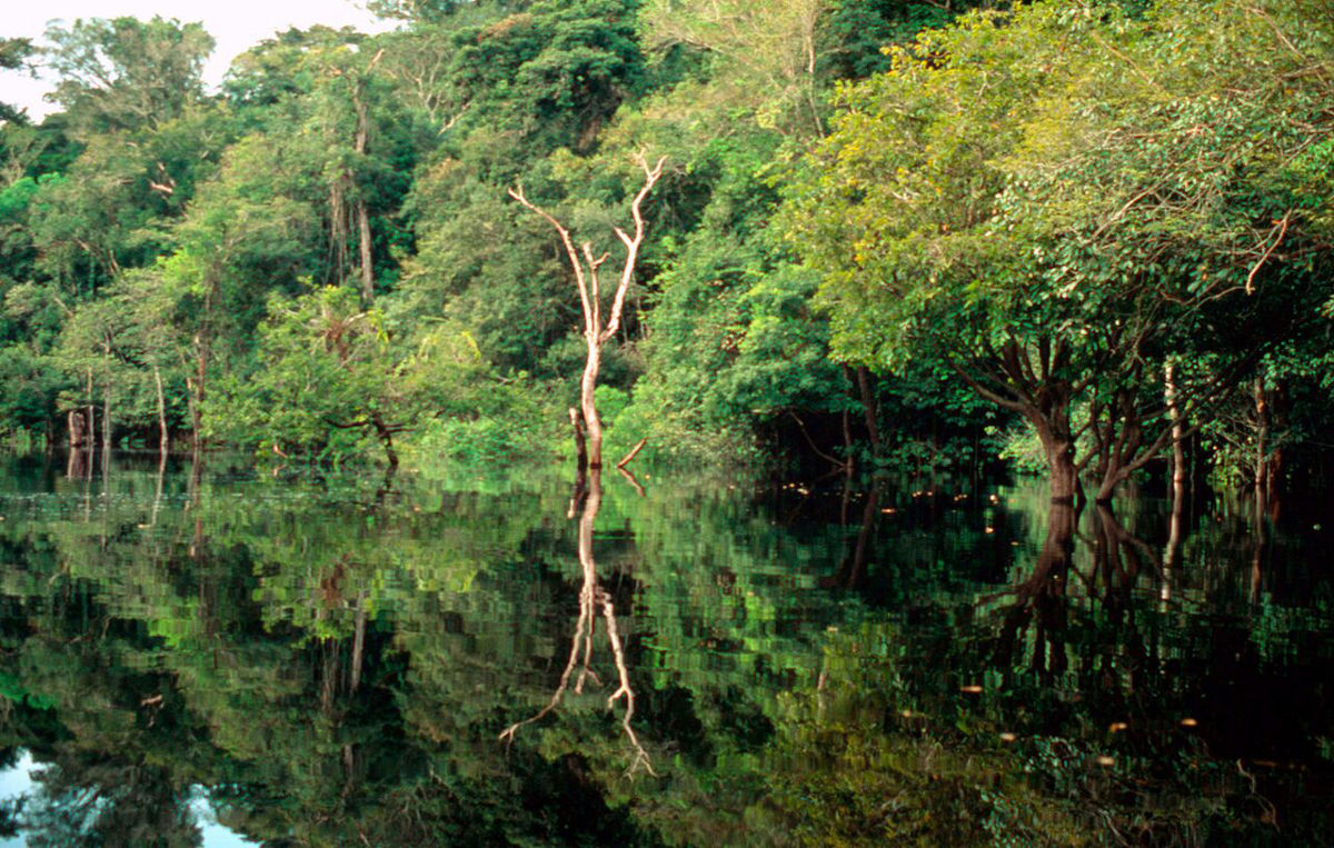áreas amazónicas