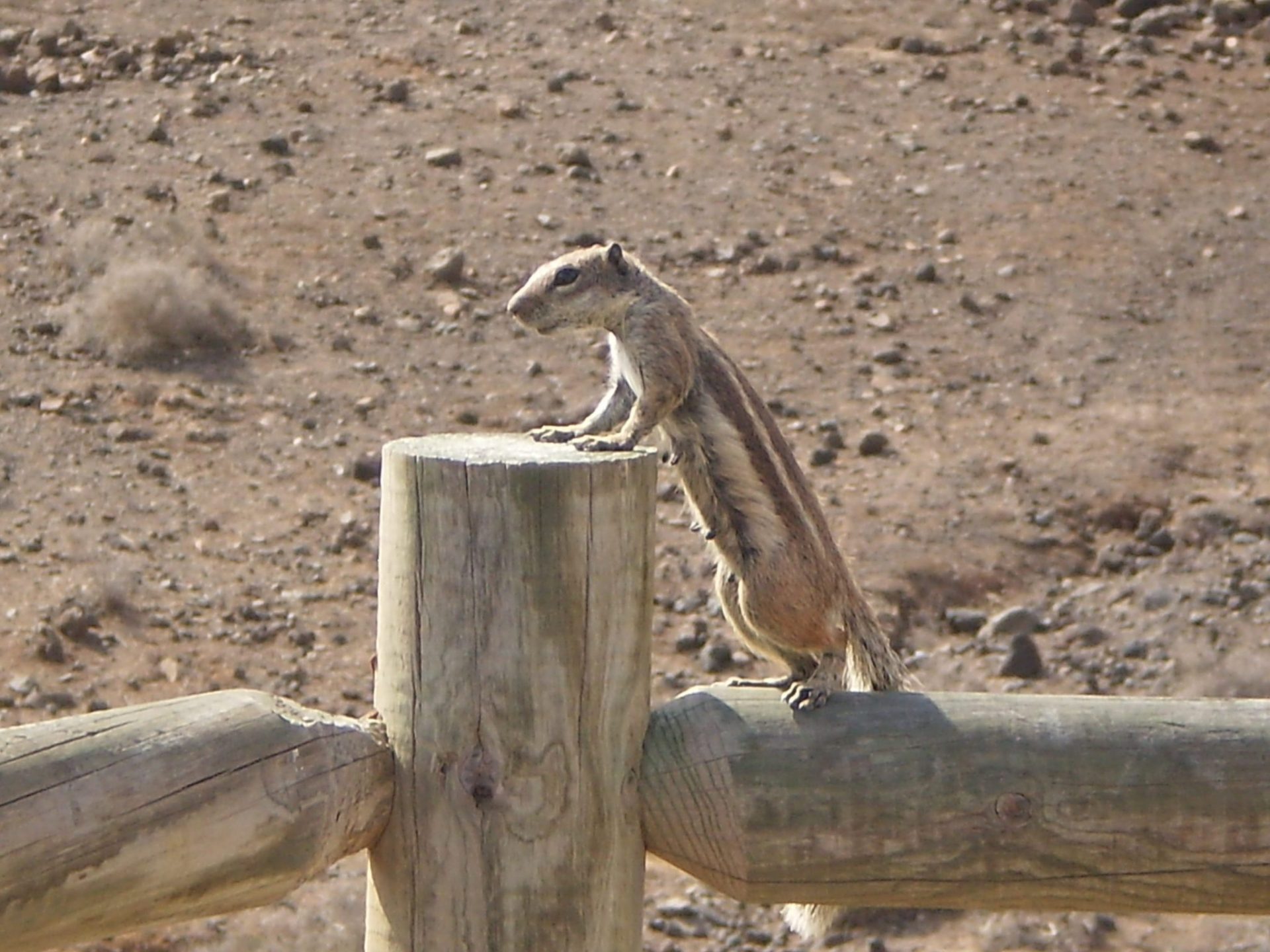 Ardilla en Reserva Biosfera Fuerteventura. Foto Arturo Crosby