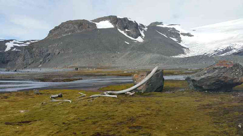 fotosíntesis plantas Antártida