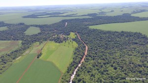 Corredor Biológico, Chaco paraguayo Copyright: Guyrá Paraguay