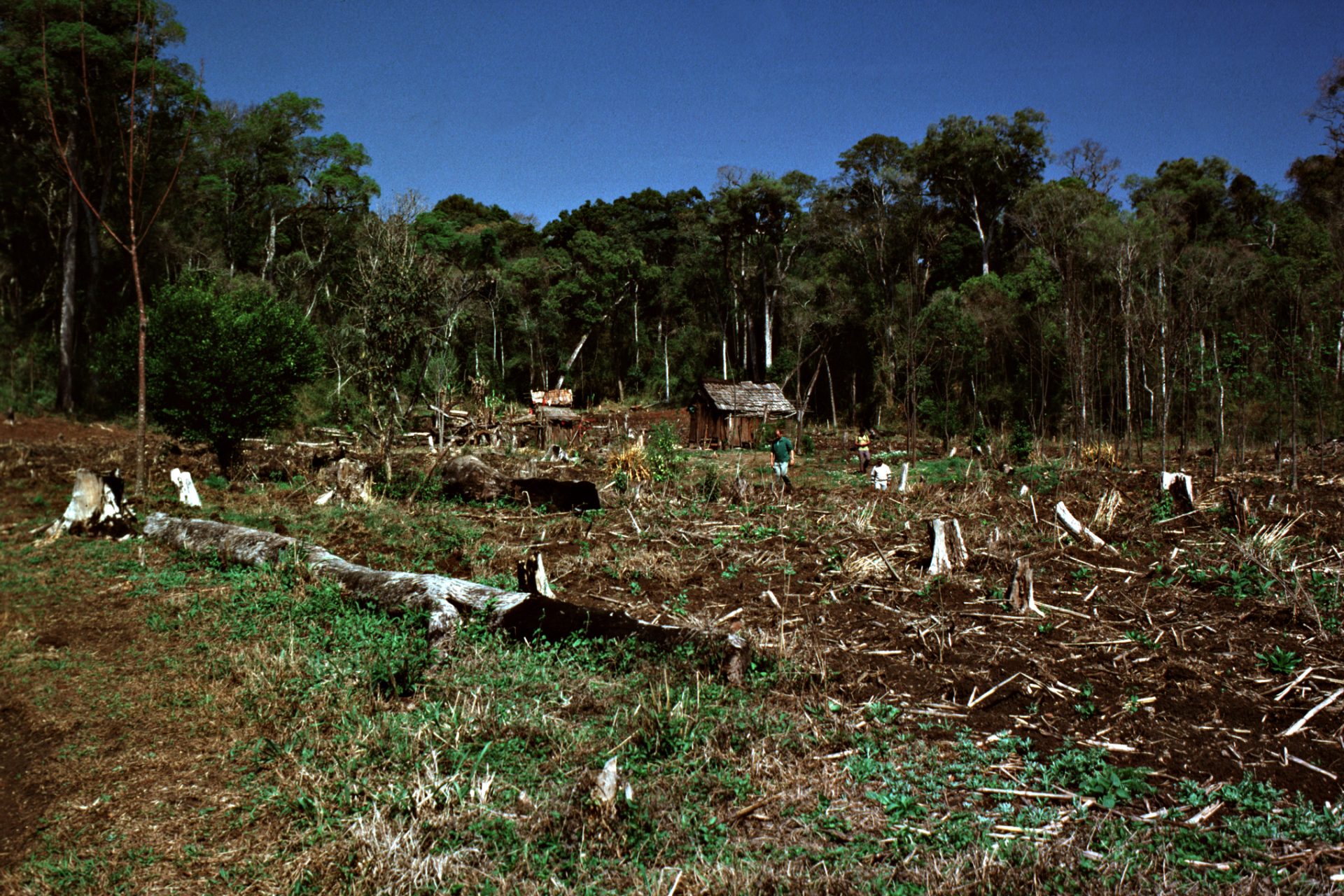 Deforestacion Creidto VIda Silvestre