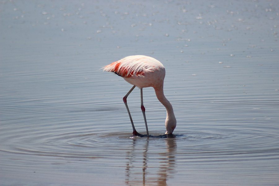 Flamenco en Atacama. Fotografía de Arturo Crosby para su blog de ecoturismo en www.efeverde.com