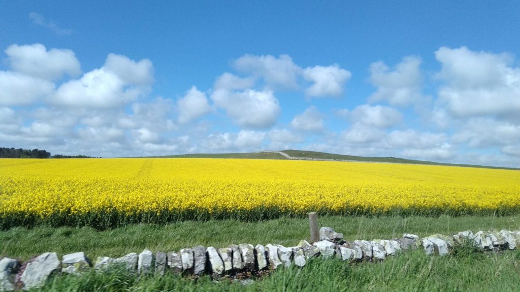 Campo de colza. Foto de @arturolarena tomada con un movil AGMX1