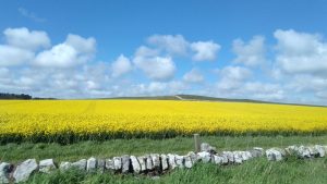 Campo de colza. Foto de @arturolarena tomada con un movil AGMX1