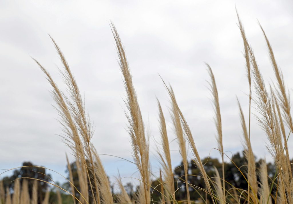 Plumero de la Pampa (cortadelia) en el Delta del Llobregat. Juanjo Guillén/EFE