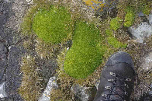 fotosíntesis plantas Antártida