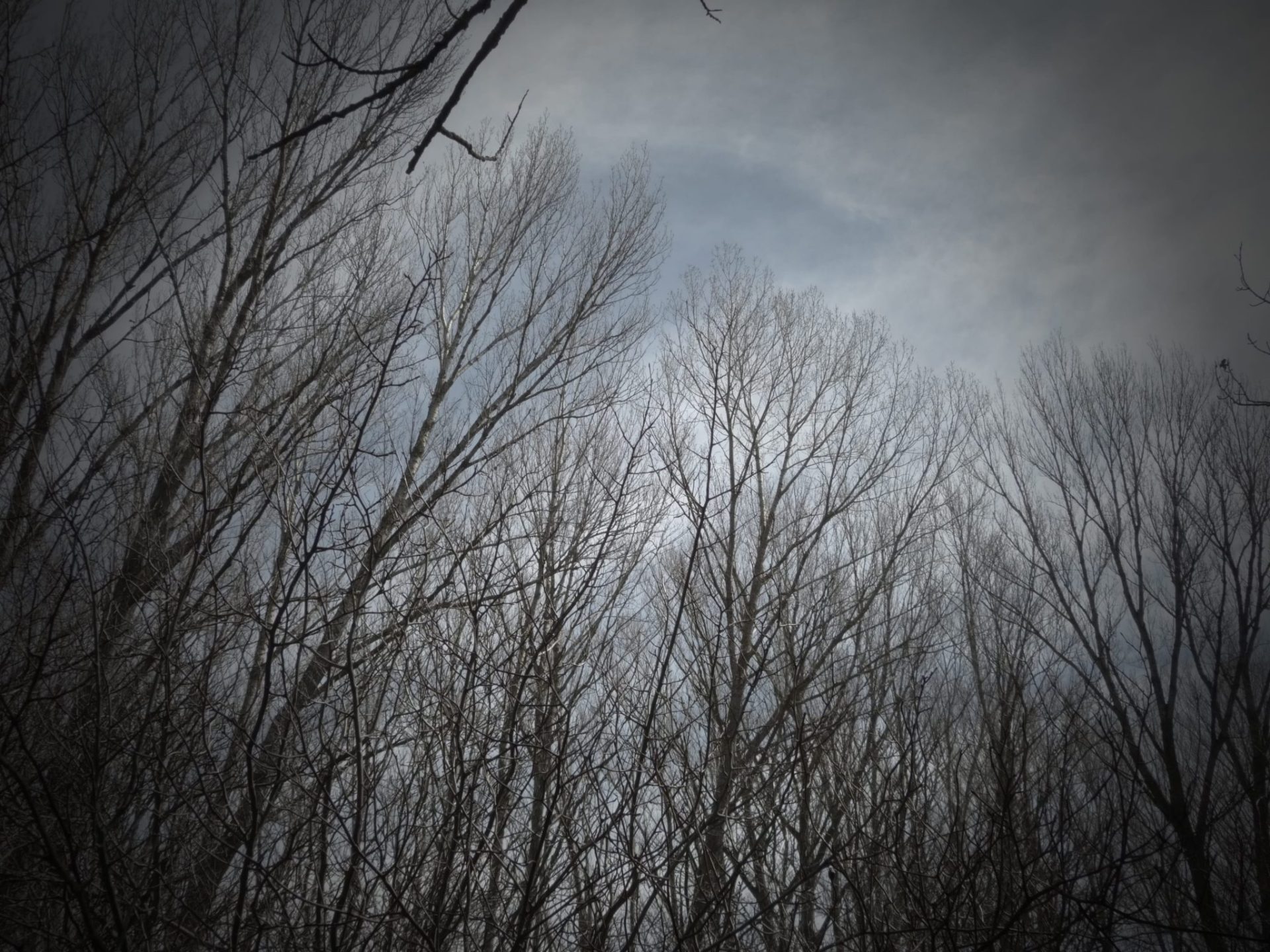 Arboles 2.- Foto A. Larena