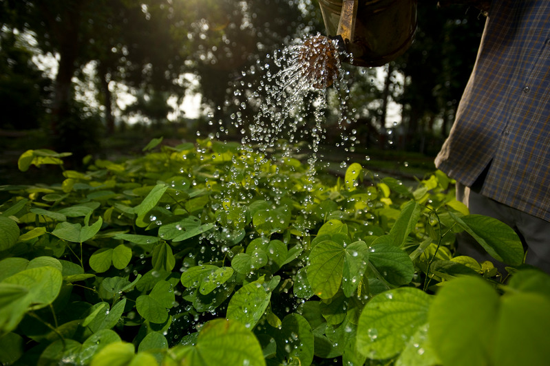Watering plants at the Community Forest Co-ordination Commitee (CFCC) head quarters in Khata. The CFCC was established with the help of WWF to allow local communities to manage their own forests and grasslands sustainably. Seedlings are grown in nurseries and later transplanted to the surrounding forests. Khata, Royal Bardia National Park Buffer Zone, western Terai, Nepal. Date Created: May 25, 2009 Copyright Credit: © Simon de TREY-WHITE / WWF-UK