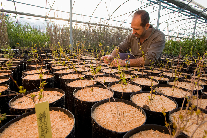 Spanish Climate Witness Julio César Vergara from Ciudad Real, Spain Description: Julio César Vergara is the owner of local forest species nursery Proyecto Forestal Ibérico, in Villamalea (Albacete). For decades, he has witnessed the effect of climate change in spanish forests and the changes in species blossoming patterns. Date Created: February 28, 2010 Copyright Credit: © Francisco Márquez / WWF-Spain