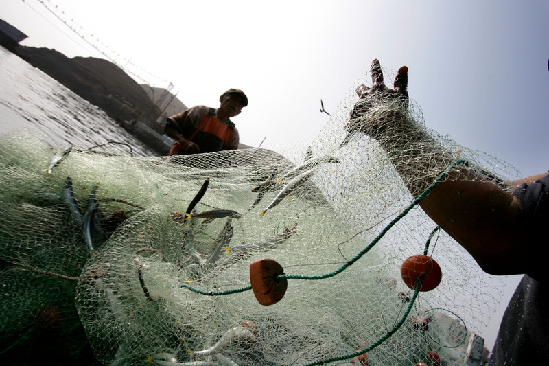 Fishermen fishing with a net in the port of Pucusana, near Lima, Peru.