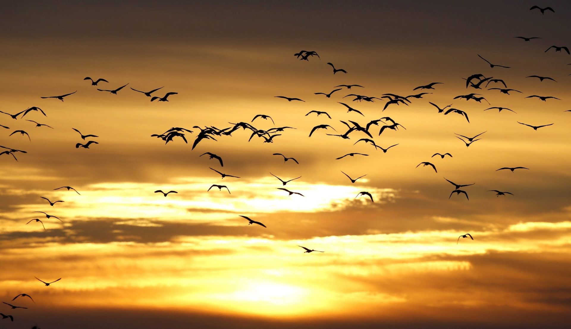 Editan "Birding Cádiz", dónde y cómo conocer más de un centenar de especies de aves.