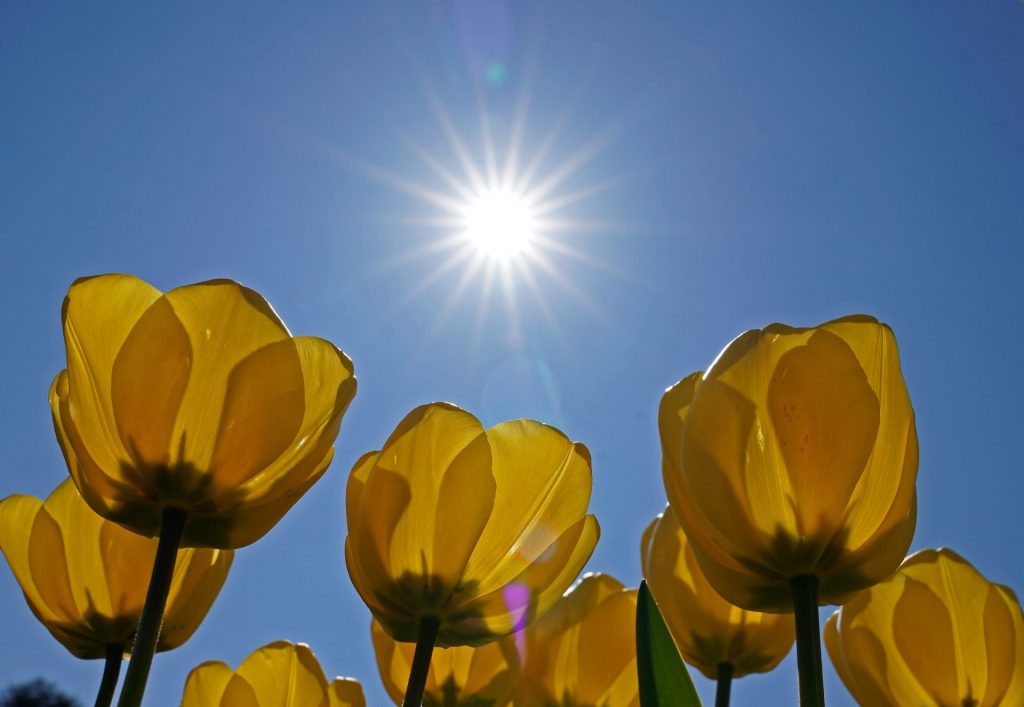 Imagen de archivo. Tulipanes bajo el sol.EFE/ Ronald Wittek