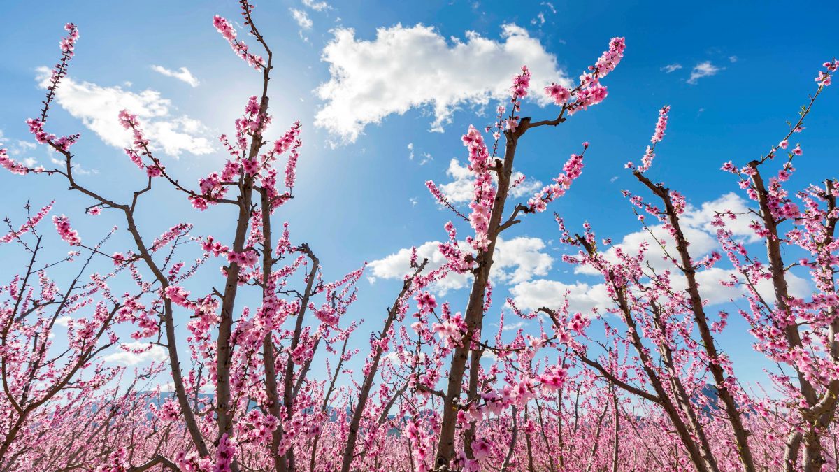 FLORACIÓN MELOCOTÓN CIEZA