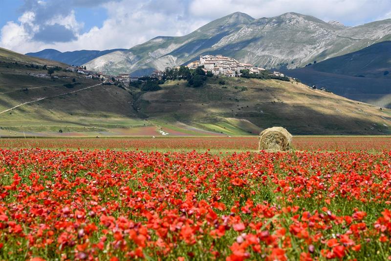 Vista general de 'La Fiorita' (La Floración) en la llanura de Castelluccio di Norcia en el Parque Nacional de los Montes Sibilinos en Umbria, Italia, hoy 19 de julio de 2016. Cada año entre mayo y julio esta gran meseta se convierte en un paisaje colorido y repleto de flores.