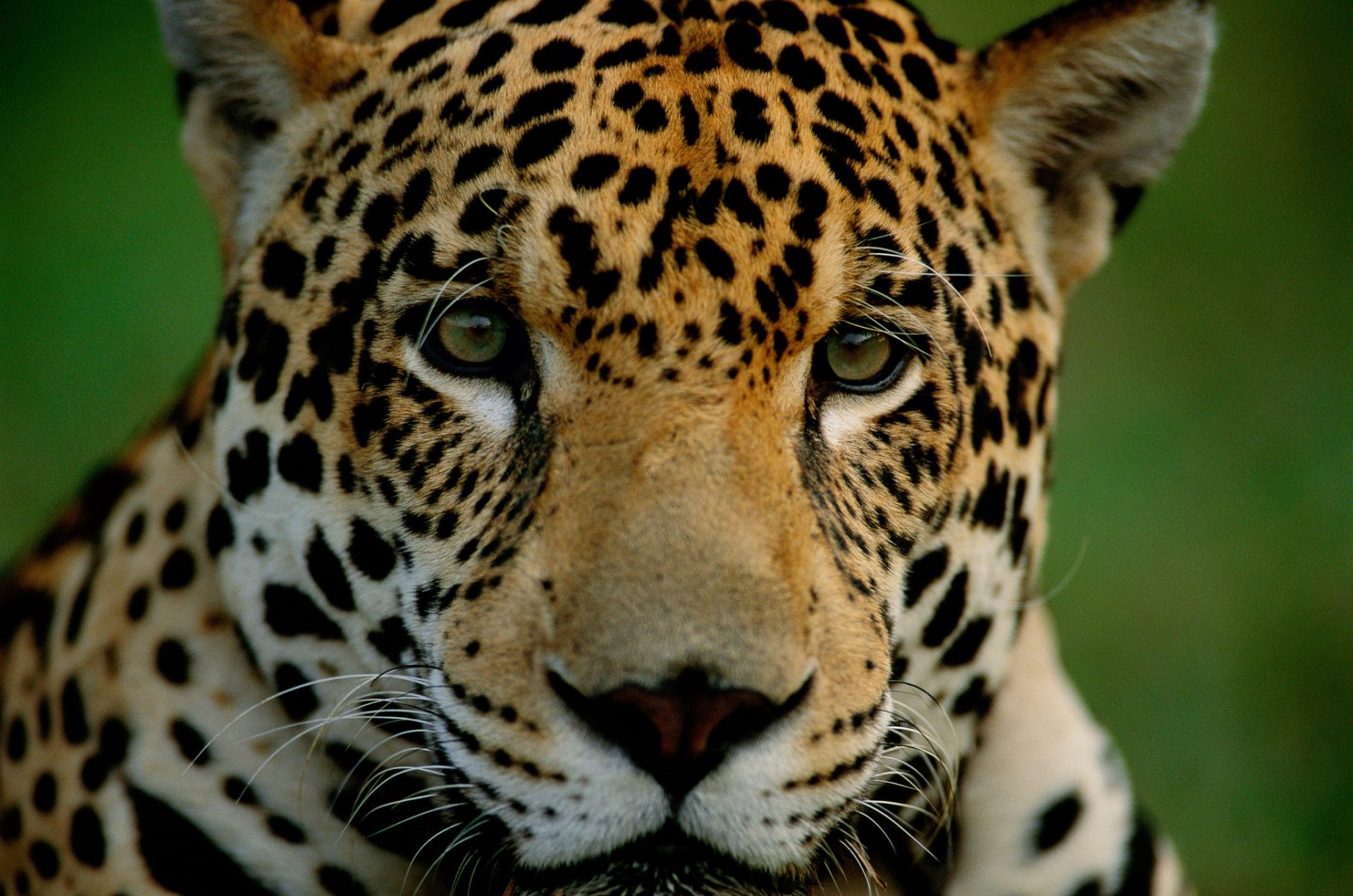 Jaguar (Panthera onca) © Staffan Widstrand / WWF