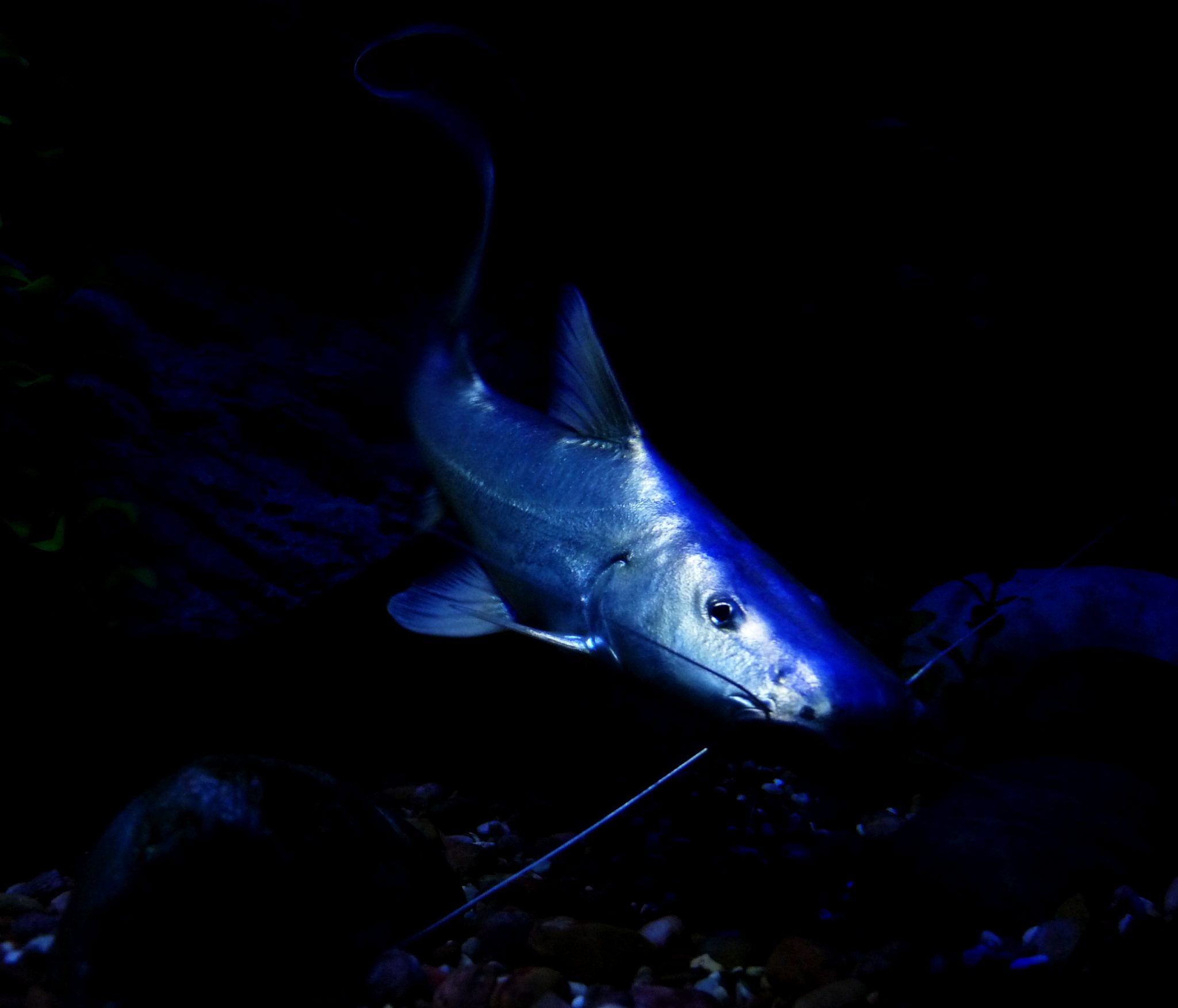 Bagre dorado (Brachyplatystoma rousseauxii). (CC) Alex Giltjes (Creative Commons, Attribution 2.0 Generic)