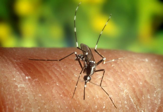 virus del Nilo