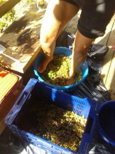 pisando uvas 1