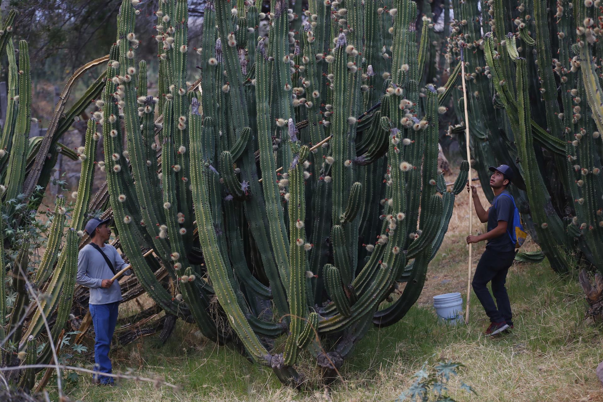 pitaya cactus