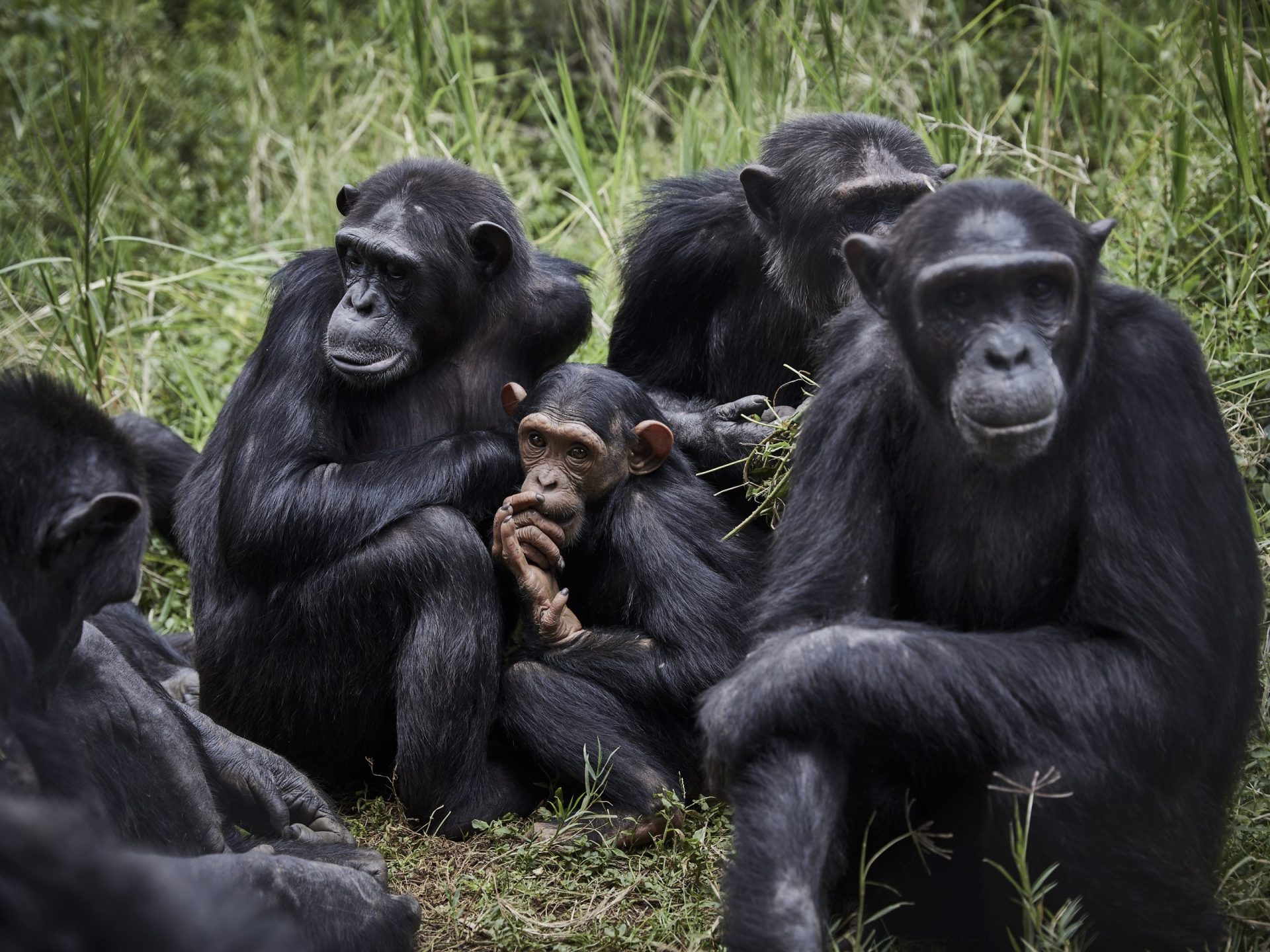 chimpancés grupo