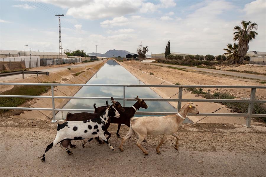tajo segura agua trasvase