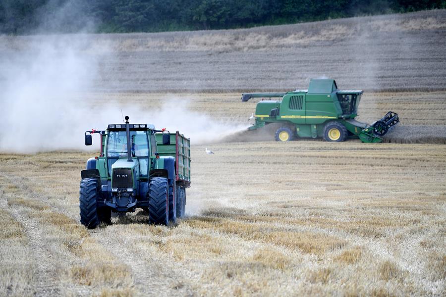 trigo cosecha alimentación